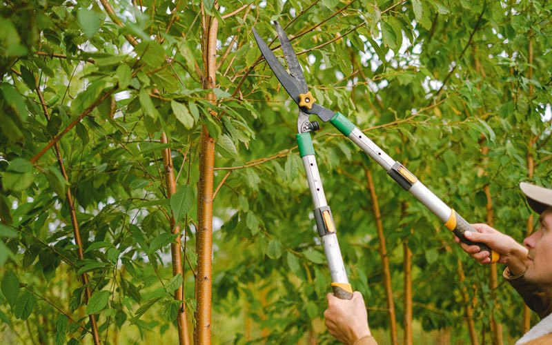 Tree trimming in Brinnon, WA